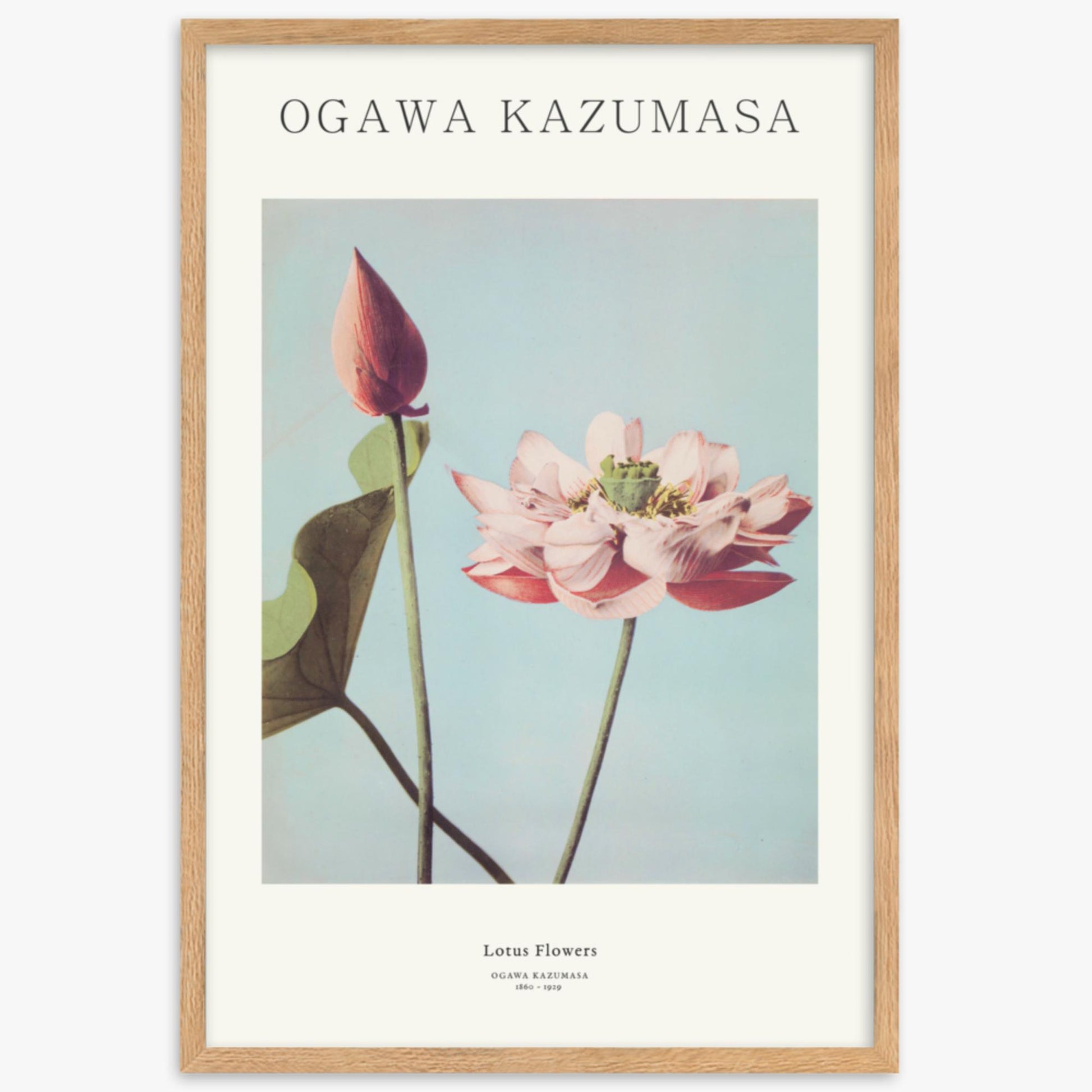 Ogawa Kazumasa - Lotus Flowers - Decoration 61x91 cm Poster With Oak Frame