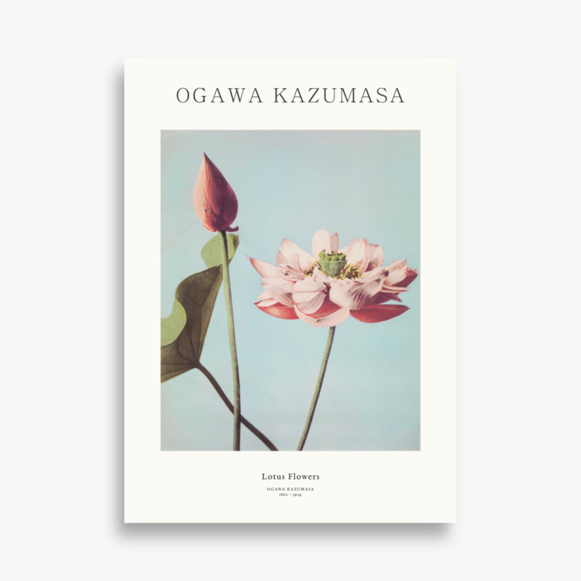 Ogawa Kazumasa - Lotus Flowers - Decoration 50x70 cm Poster