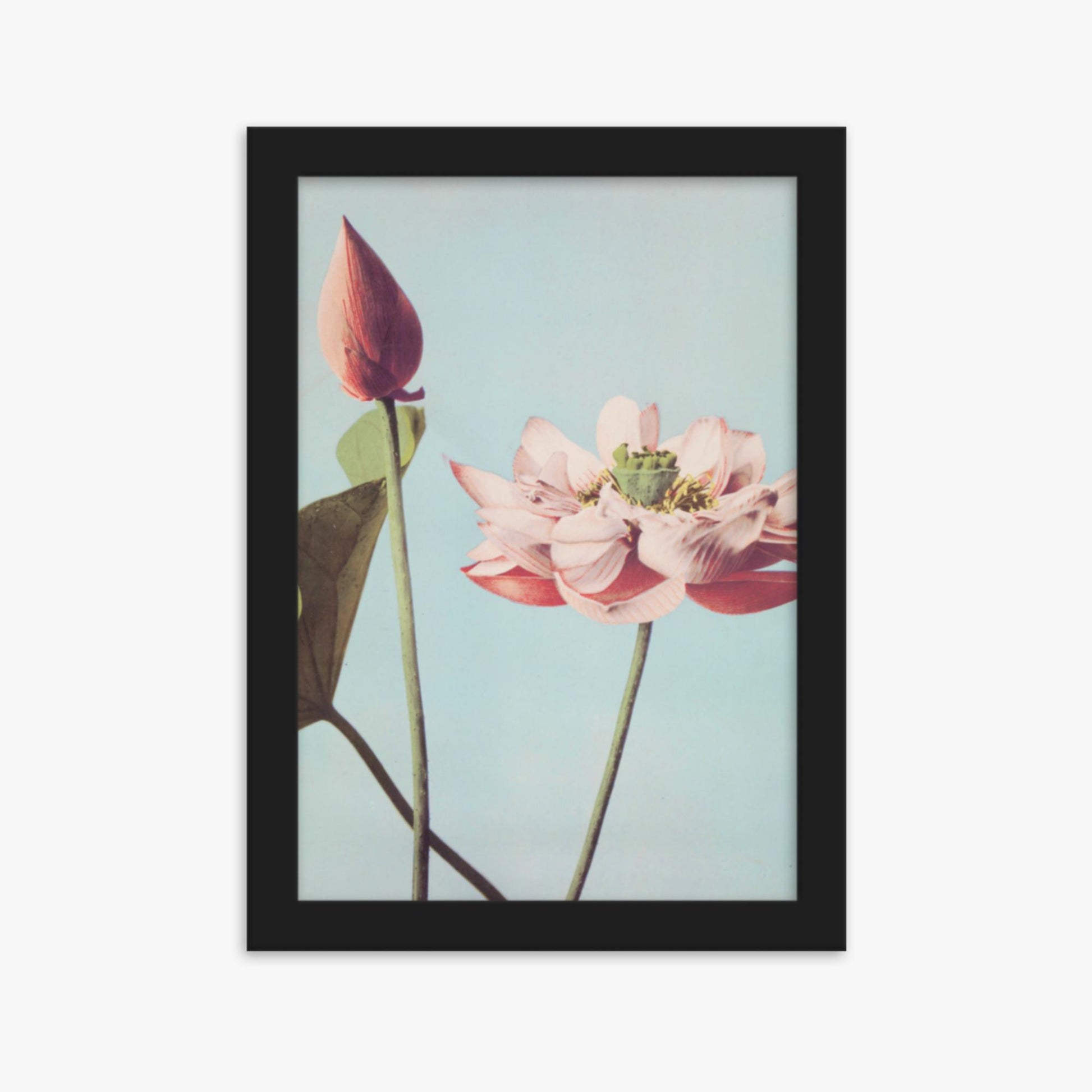 Ogawa Kazumasa - Lotus Flowers 21x30 cm Poster With Black Frame