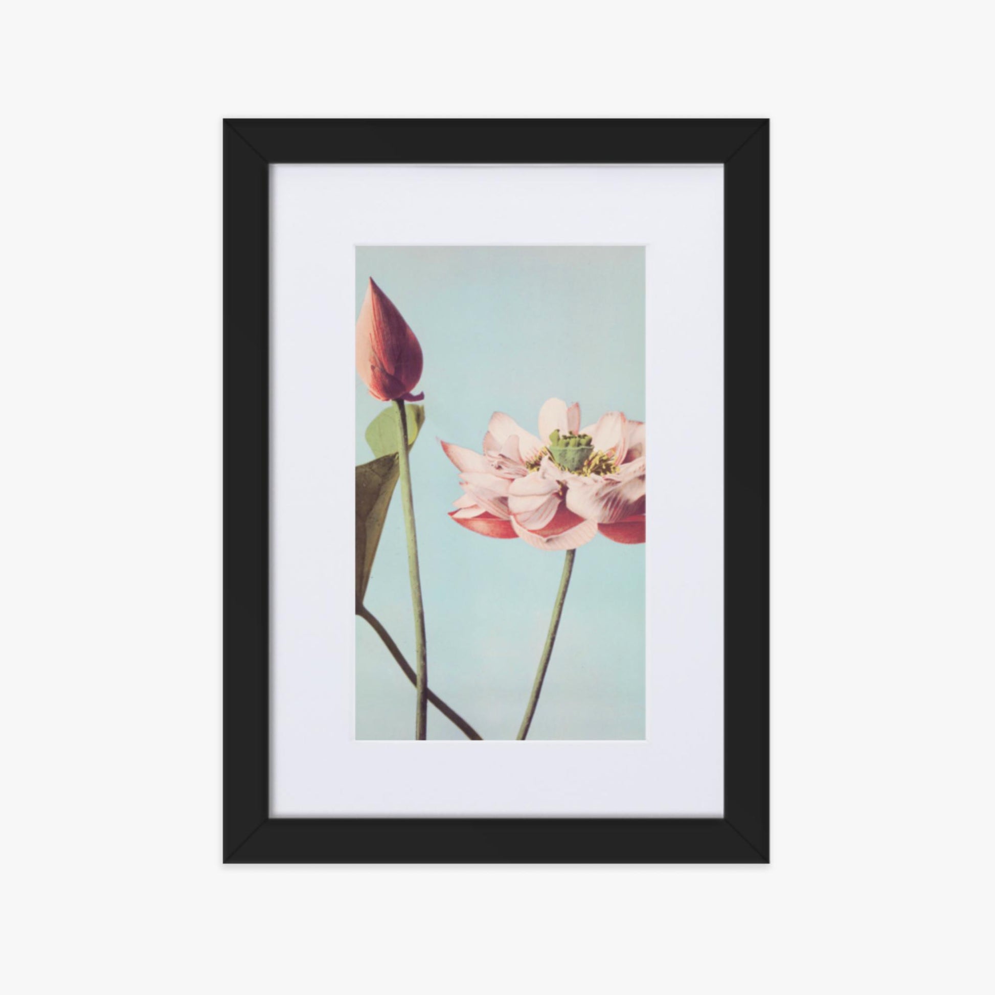 Ogawa Kazumasa - Lotus Flowers 21x30 cm Poster With Black Frame