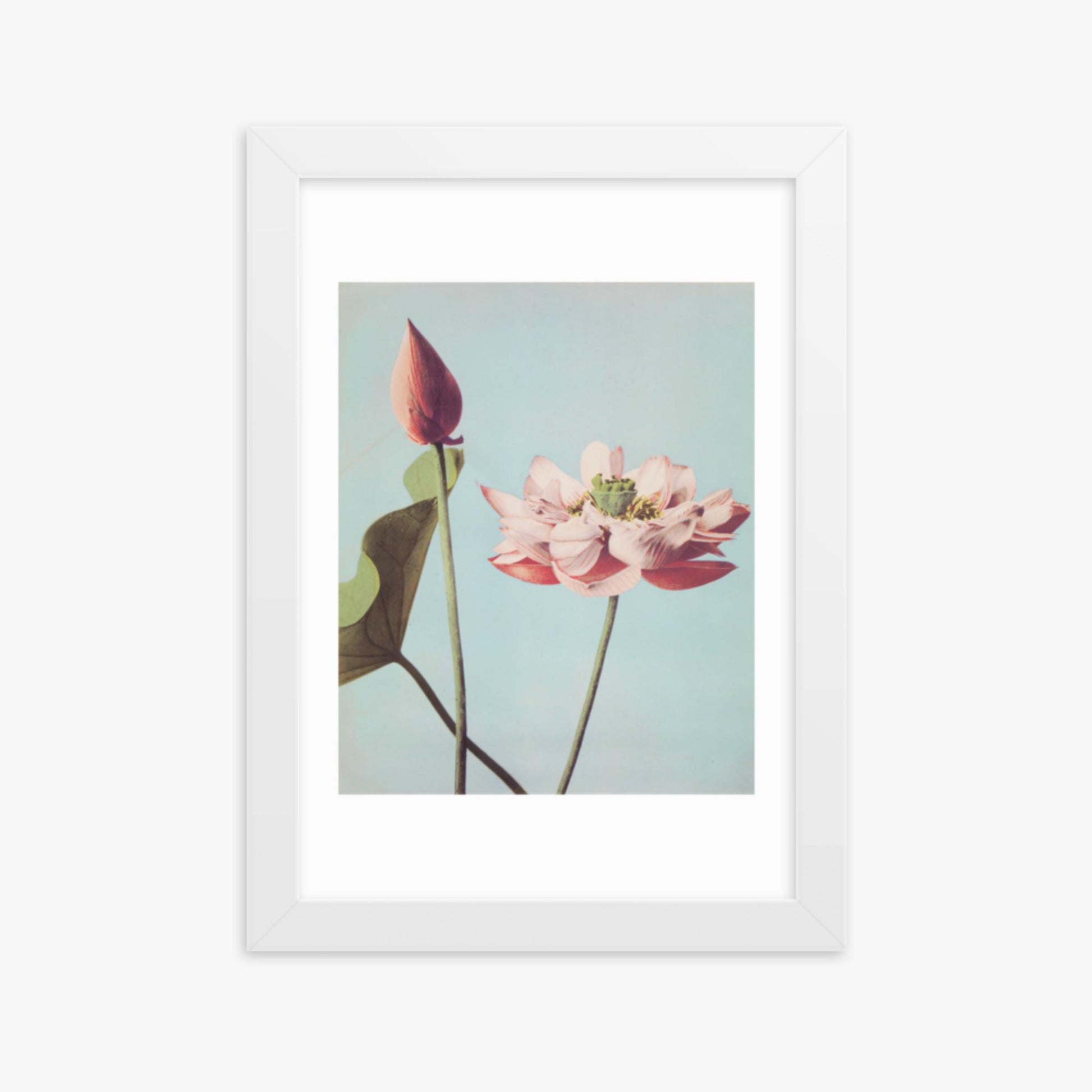 Ogawa Kazumasa - Lotus Flowers 21x30 cm Poster With White Frame