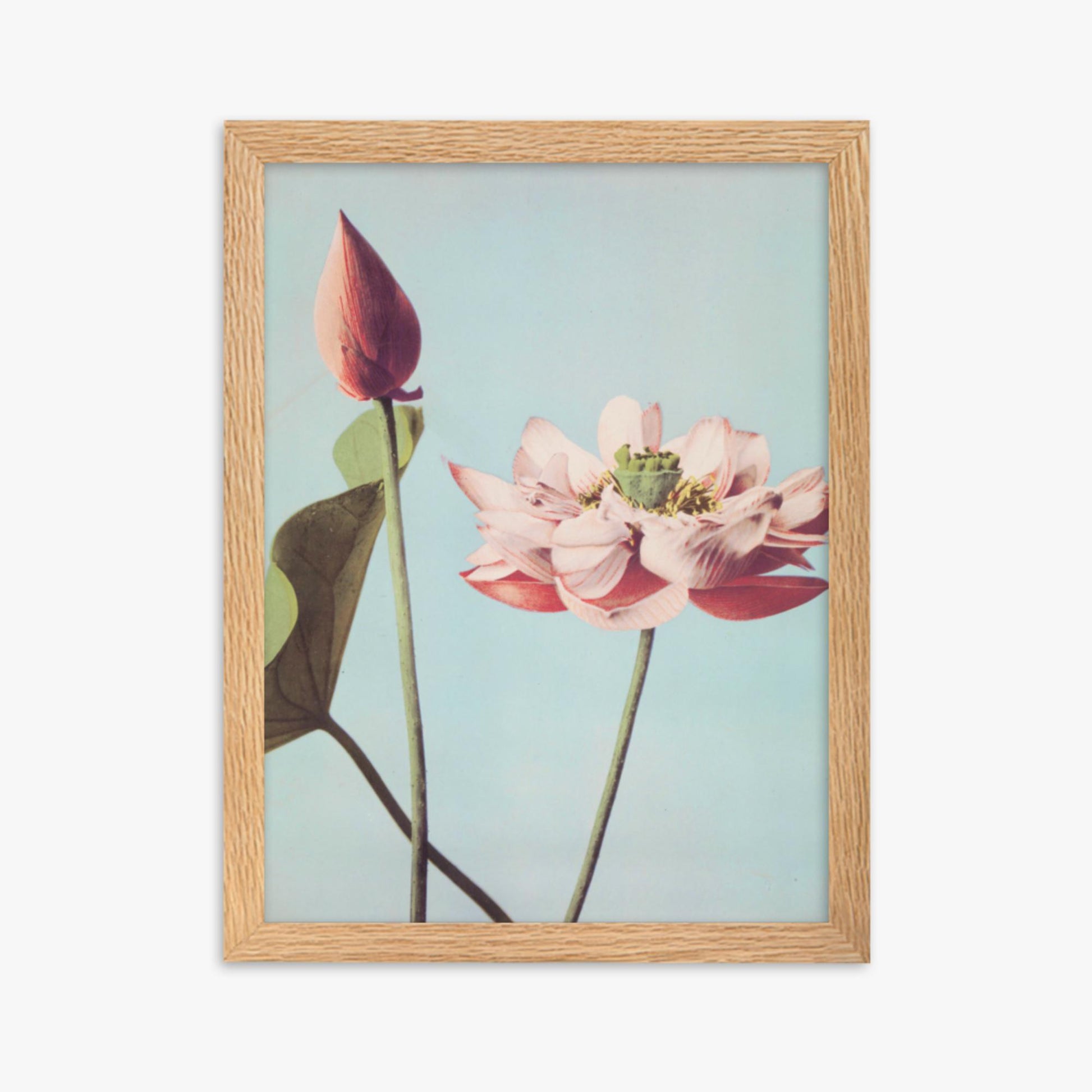 Ogawa Kazumasa - Lotus Flowers 30x40 cm Poster With Oak Frame