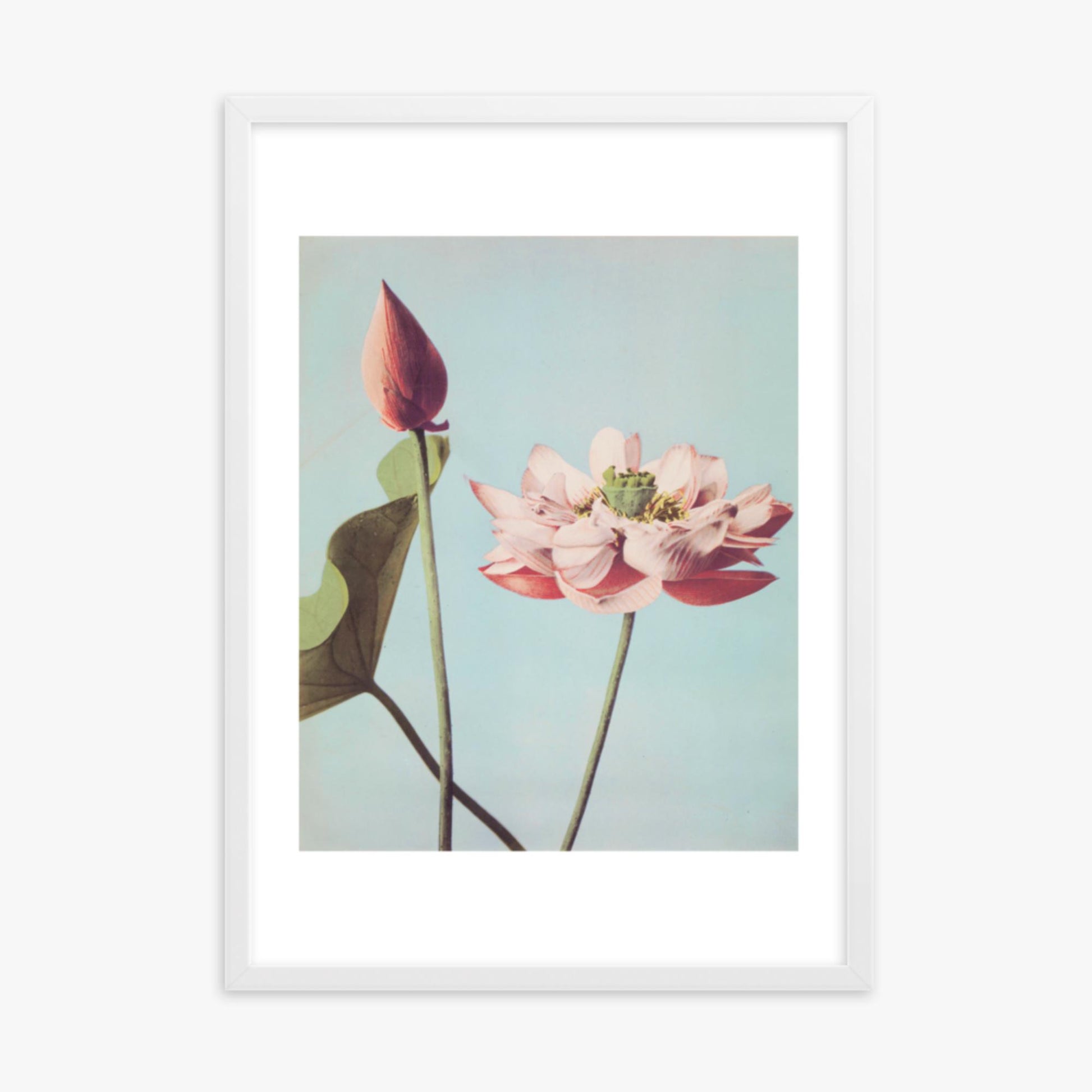 Ogawa Kazumasa - Lotus Flowers 50x70 cm Poster With White Frame