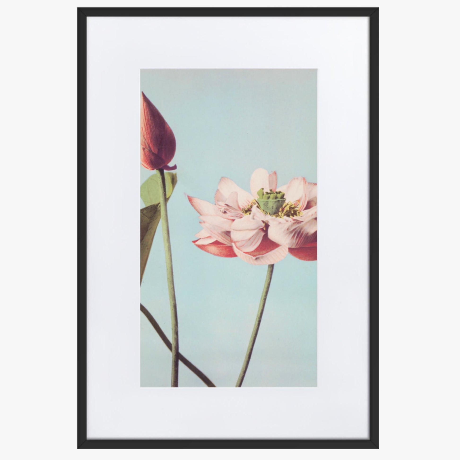 Ogawa Kazumasa - Lotus Flowers 61x91 cm Poster With Black Frame