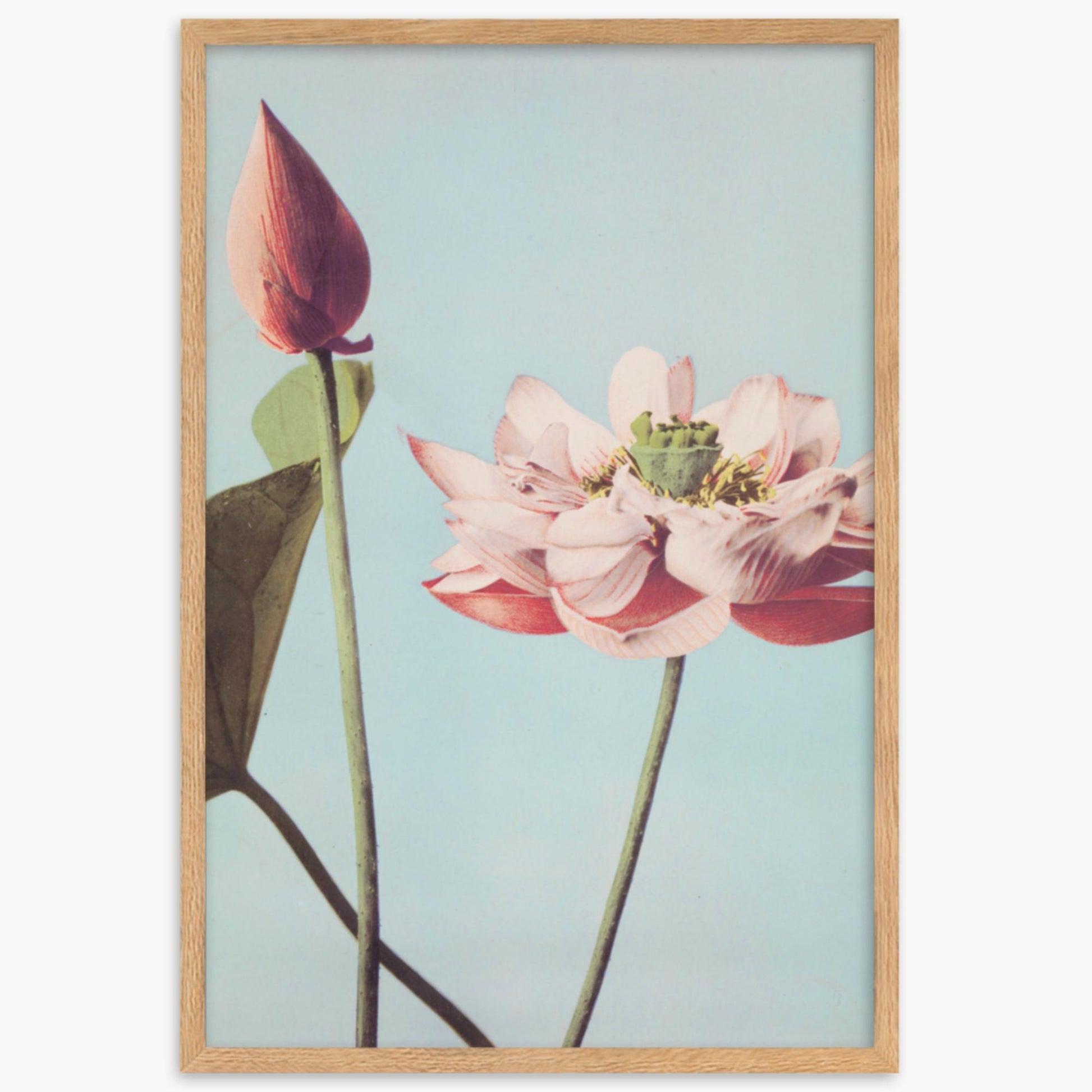 Ogawa Kazumasa - Lotus Flowers 61x91 cm Poster With Oak Frame