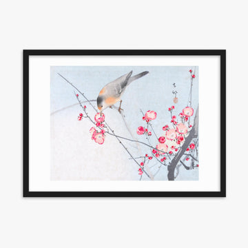 Ohara Koson - Songbird on Blossom Branch 50x70 cm Poster With Black Frame