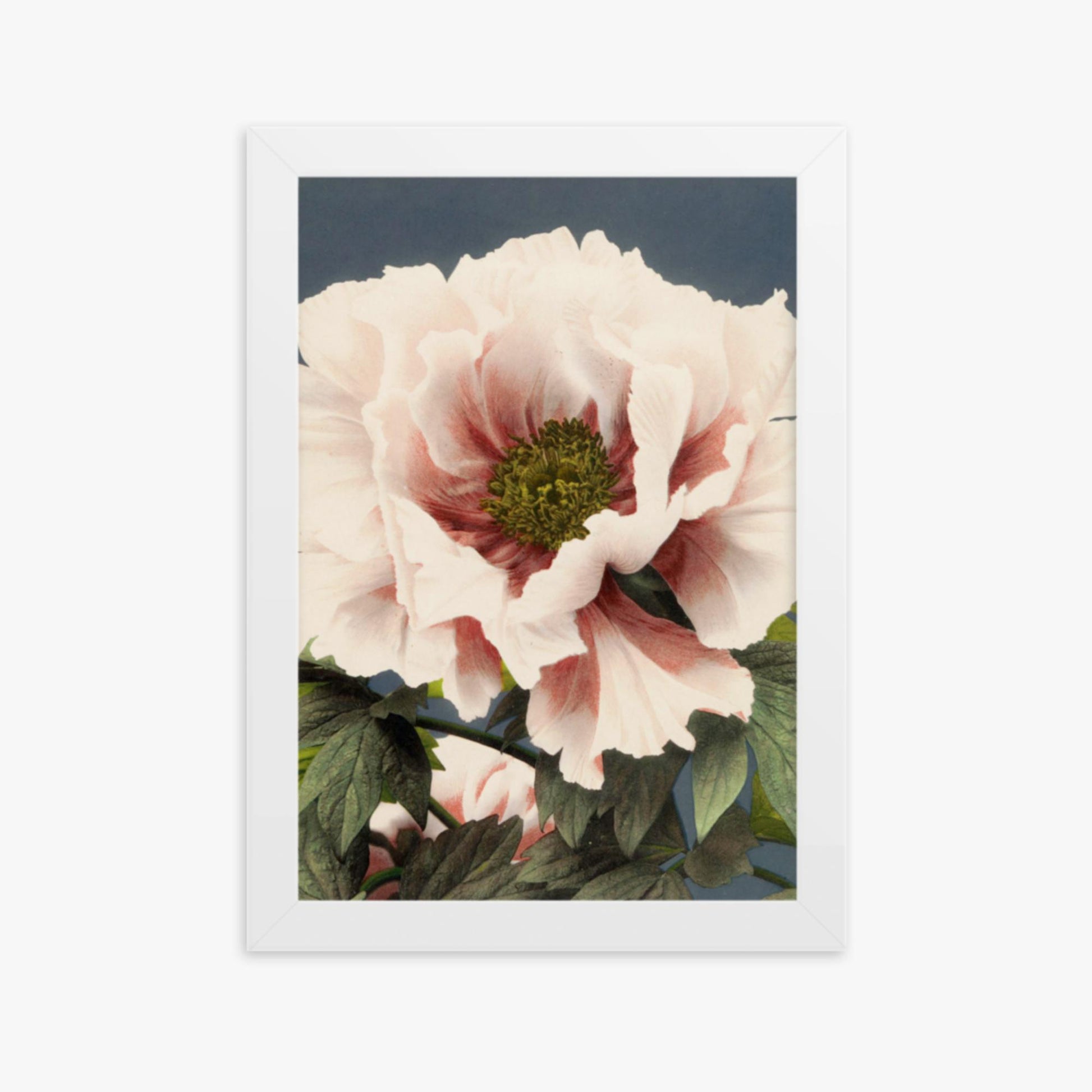 Ogawa Kazumasa - Peony 21x30 cm Poster With White Frame