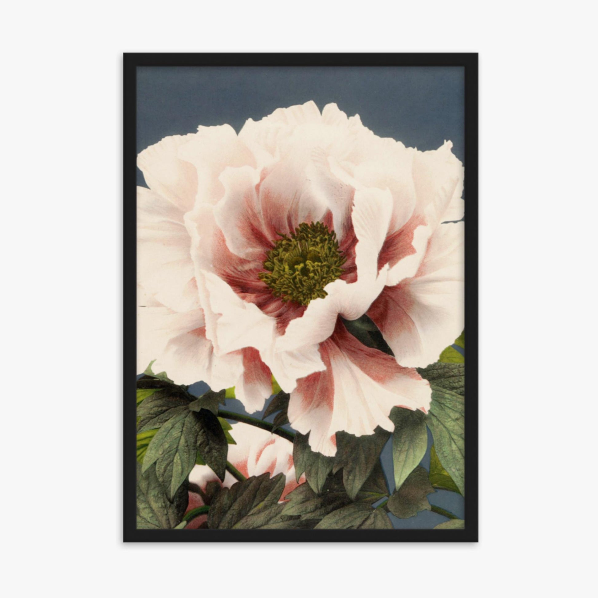 Ogawa Kazumasa - Peony 50x70 cm Poster With Black Frame