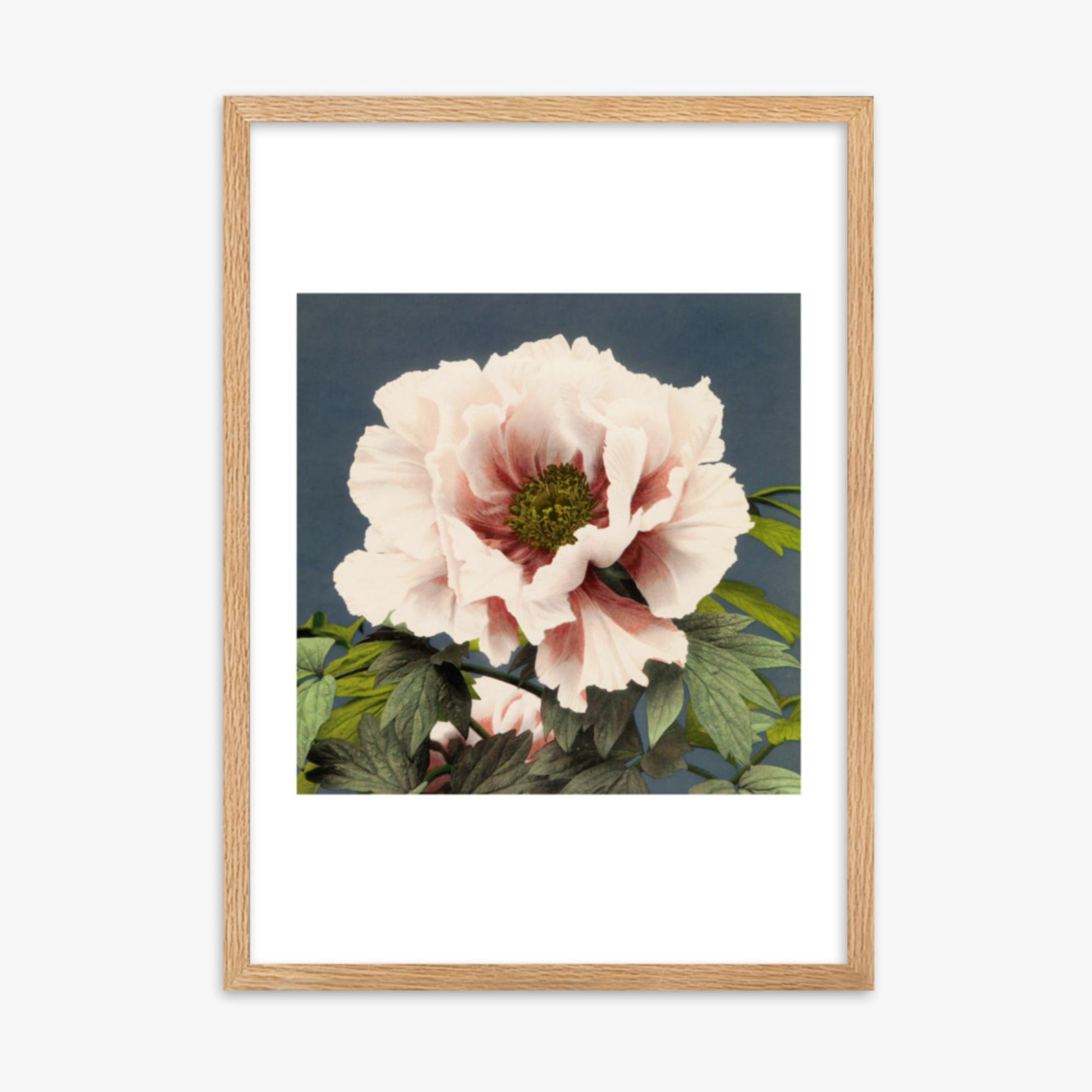 Ogawa Kazumasa - Peony 50x70 cm Poster With Oak Frame