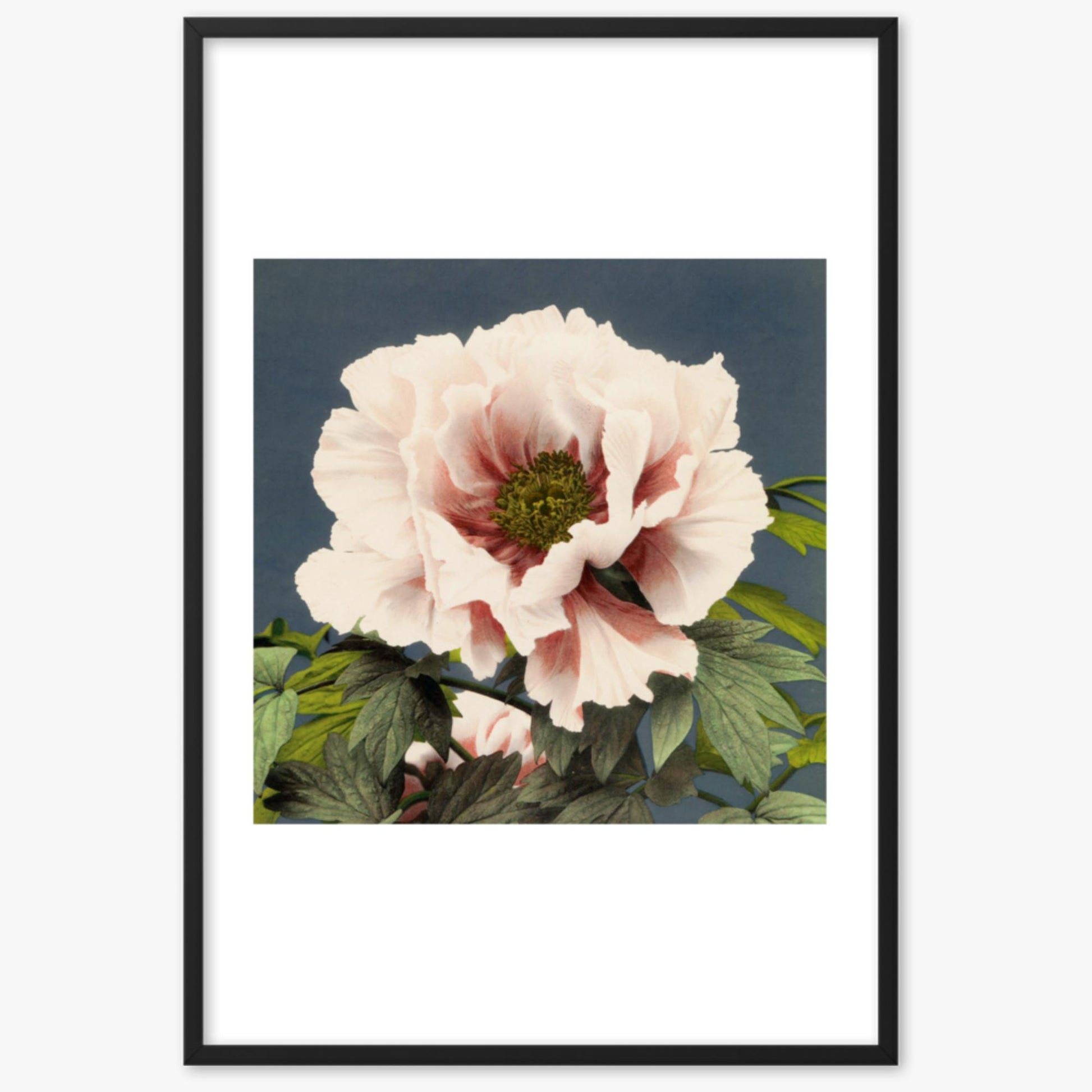 Ogawa Kazumasa - Peony 61x91 cm Poster With Black Frame