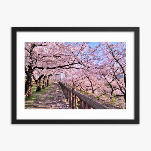 Cherry blossoms in full bloom in Park 18x24 in Poster With Black Frame