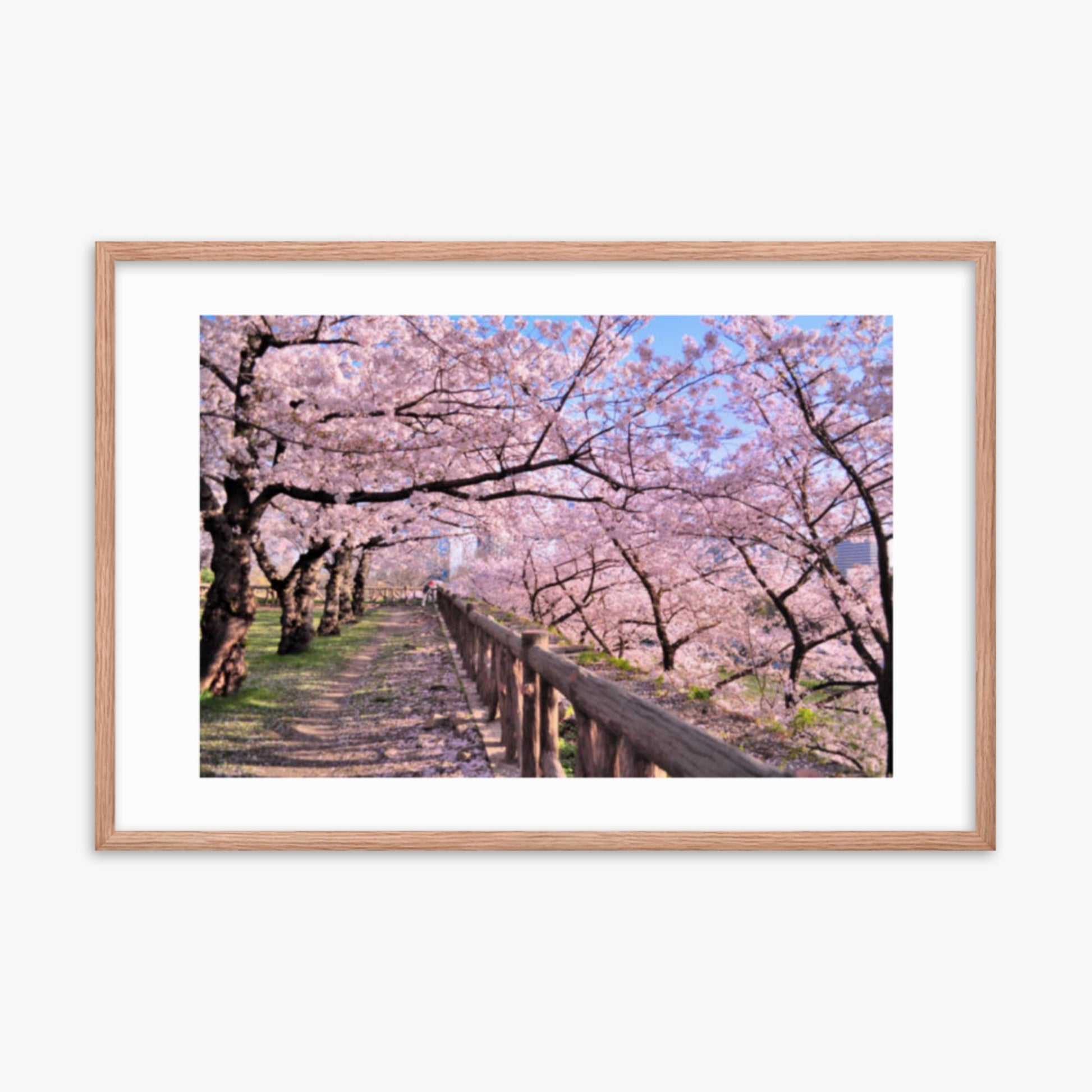 Cherry blossoms in full bloom in Park 24x36 in Poster With Oak Frame