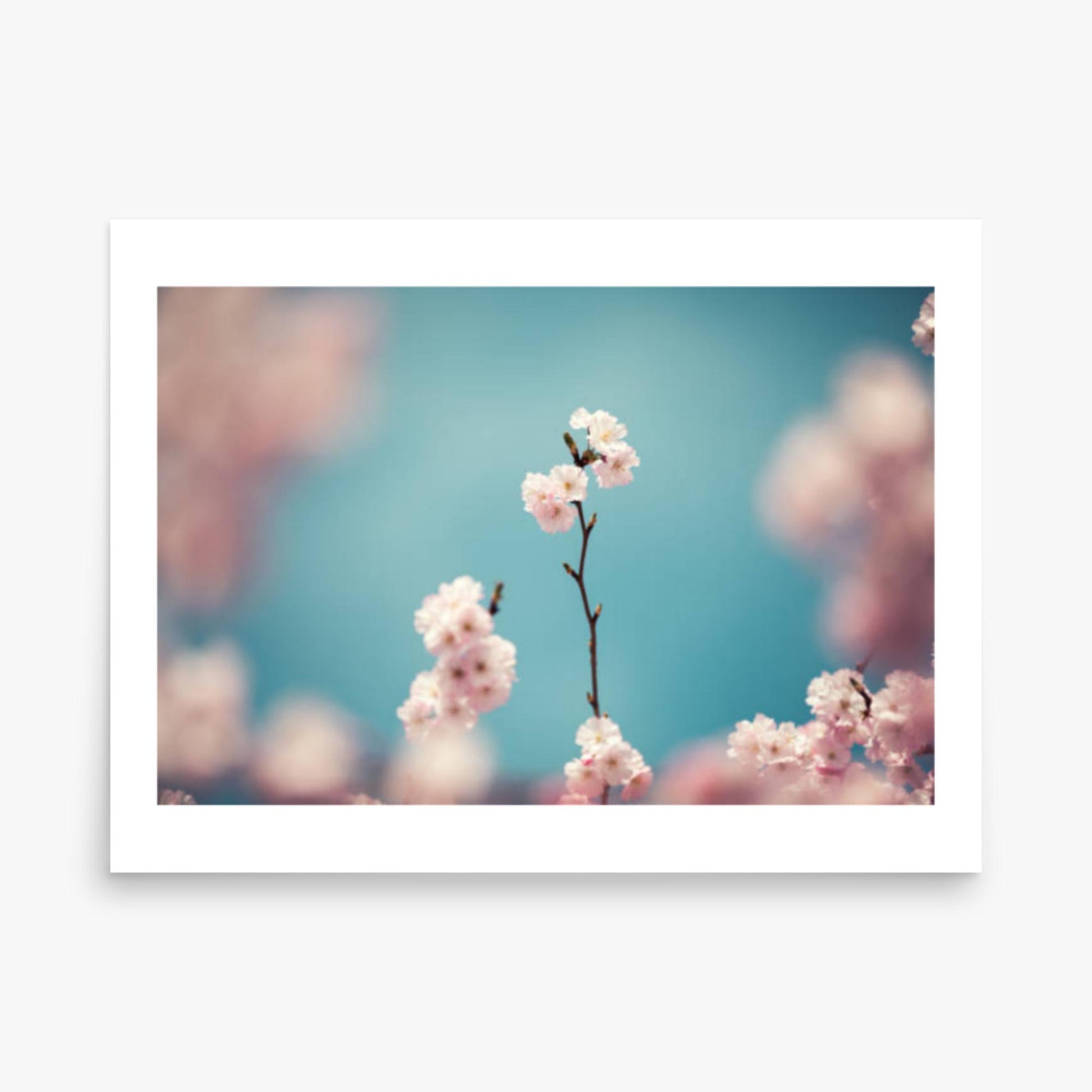 Pastel Colored Cherry Blossoms 18x24 in Poster