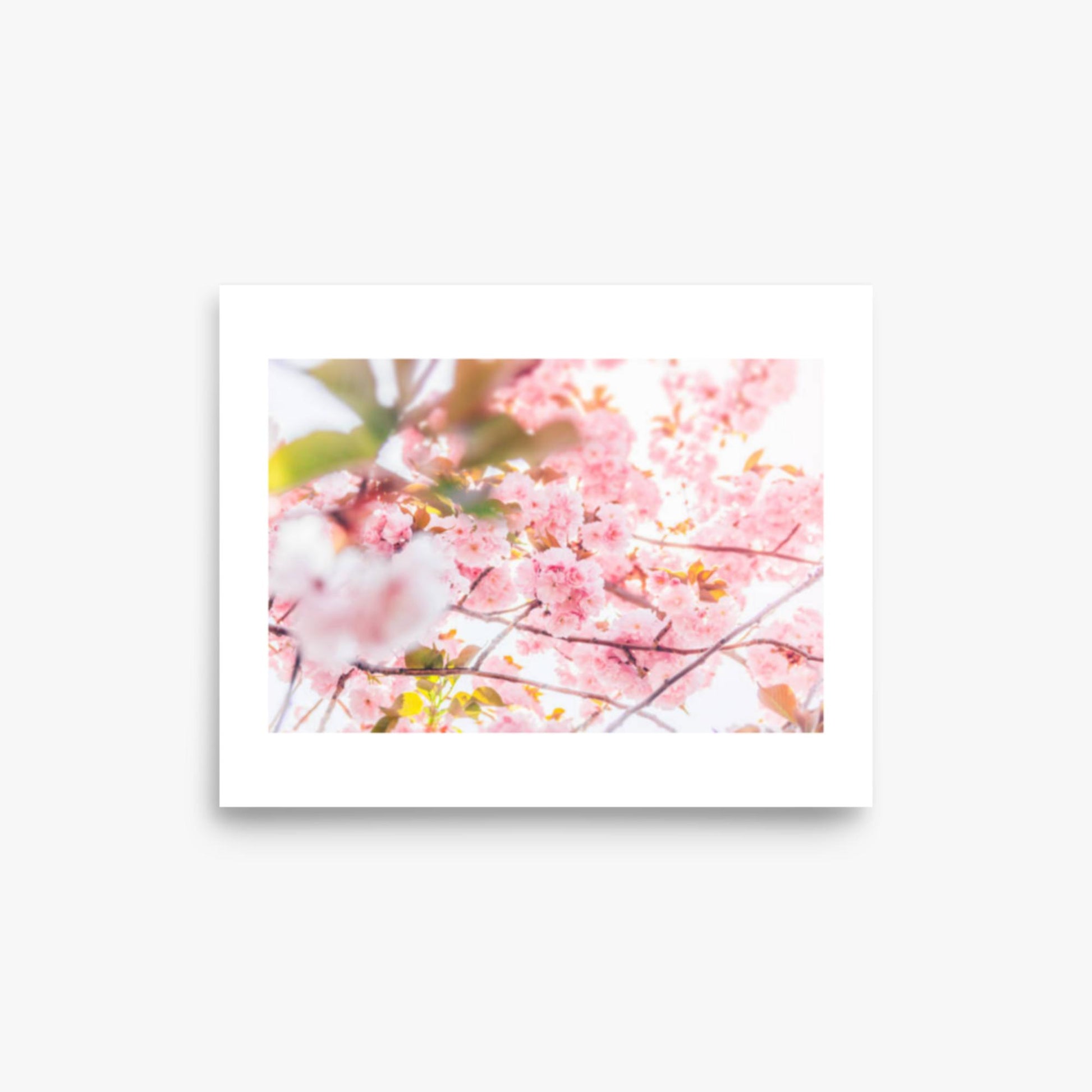 Cherry blossom flowers and sunshine 8x10 in Poster