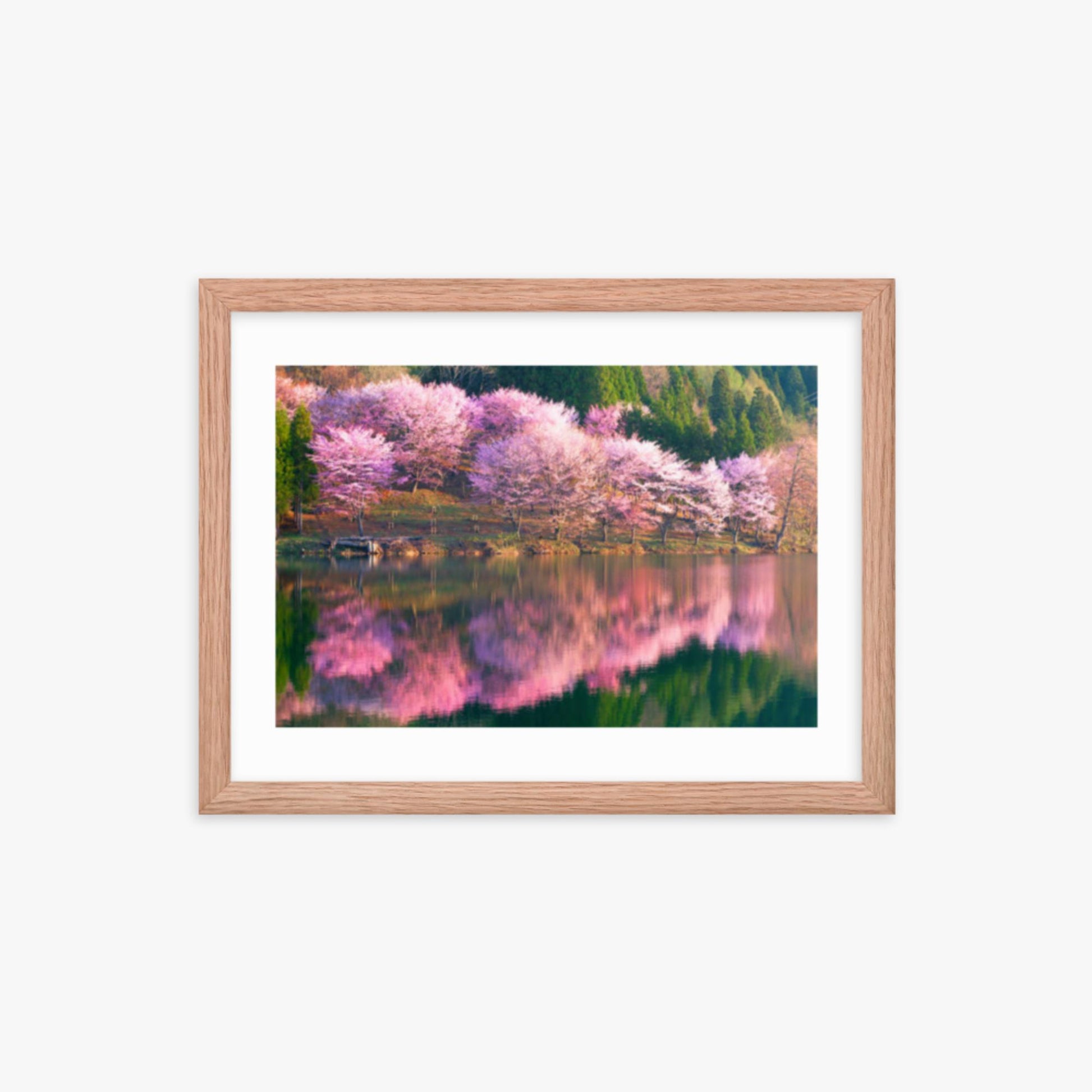 Pink cherry blossoms reflected in Lake Nakatsuna 12x16 in Poster With Oak Frame