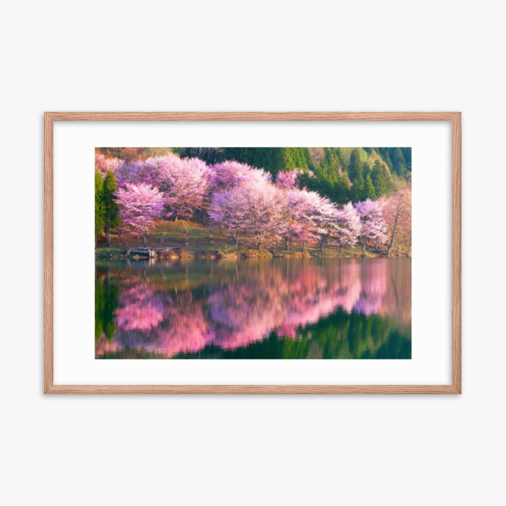 Pink cherry blossoms reflected in Lake Nakatsuna 24x36 in Poster With Oak Frame