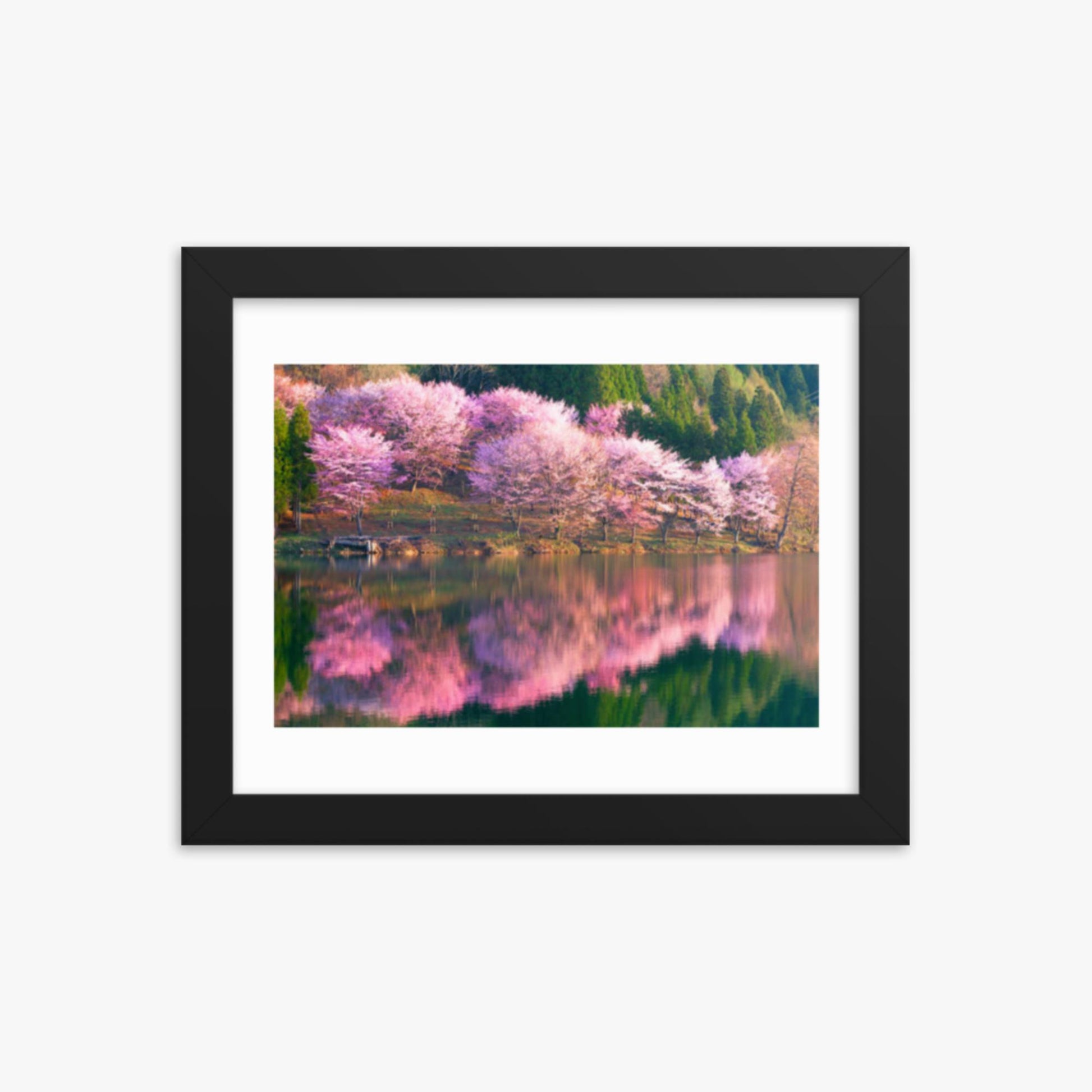 Pink cherry blossoms reflected in Lake Nakatsuna 8x10 in Poster With Black Frame