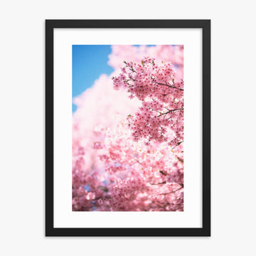 Cherry Blossoms 2 18x24 in Poster With Black Frame