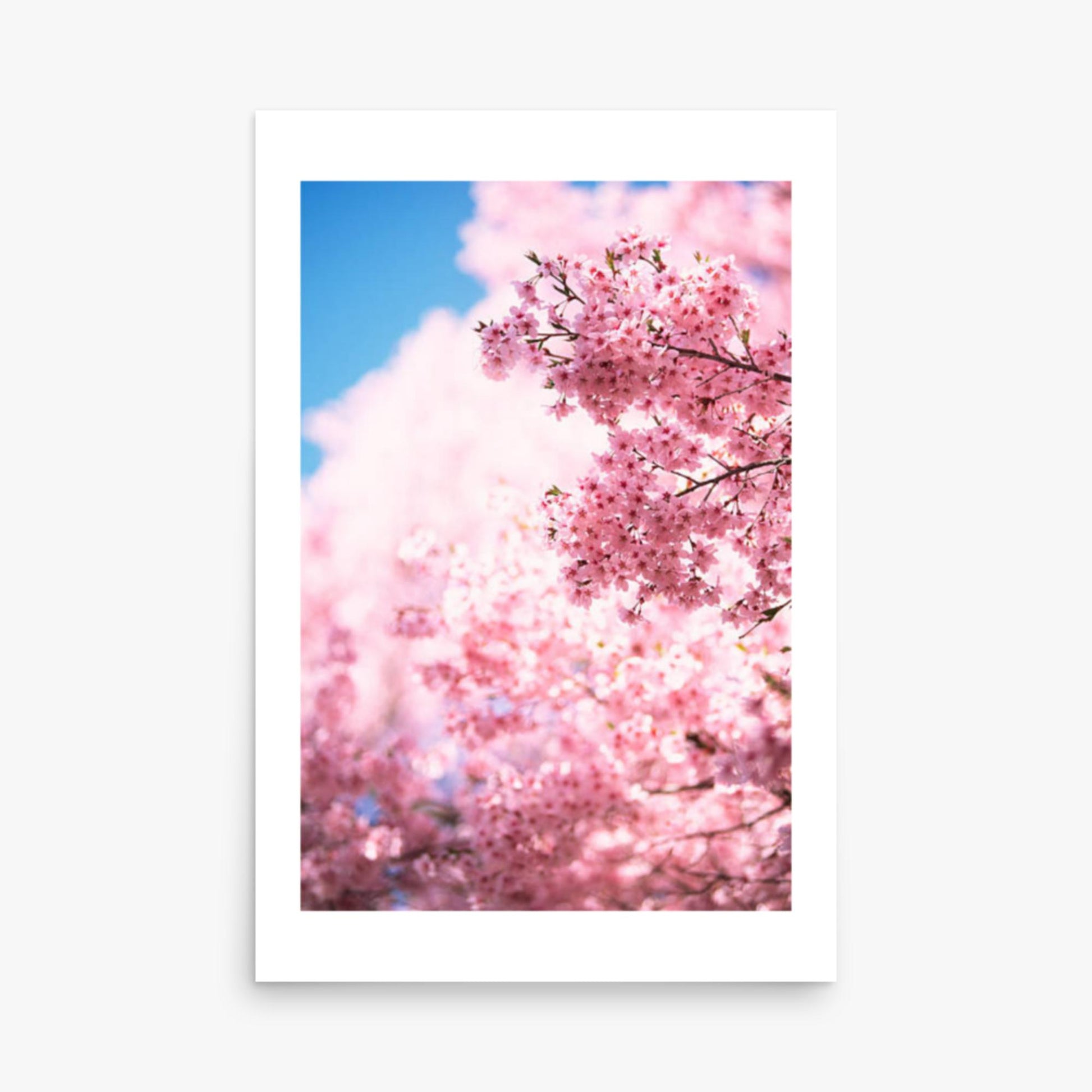 Cherry Blossoms 2 24x36 in Poster