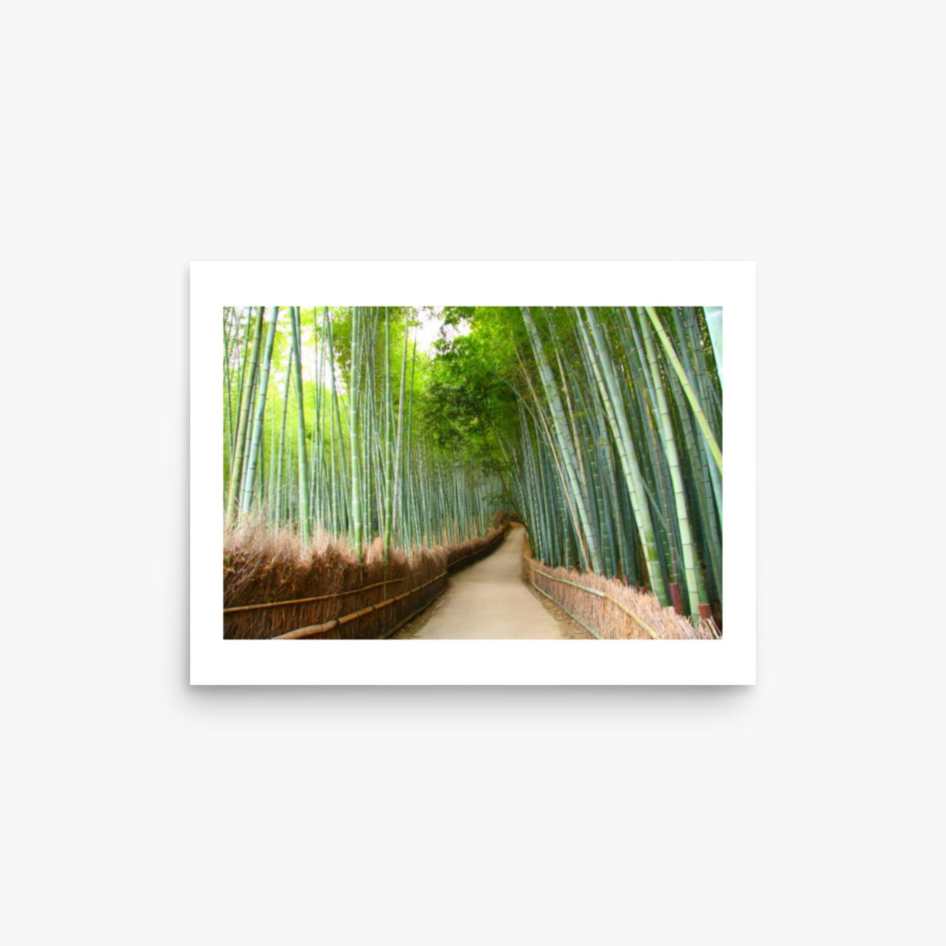 Bamboo grove in Kyoto 12x16 in Poster