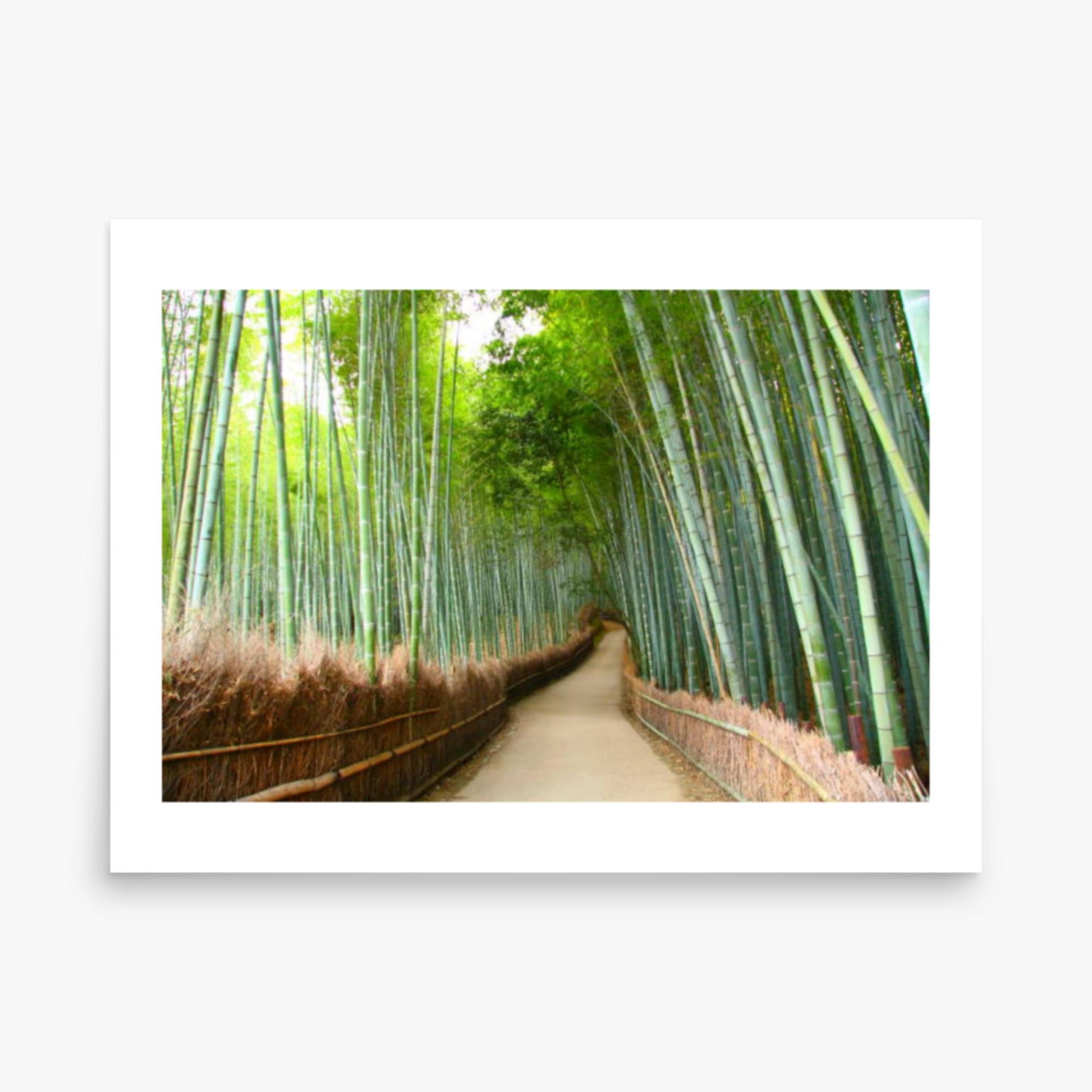 Bamboo grove in Kyoto 18x24 in Poster